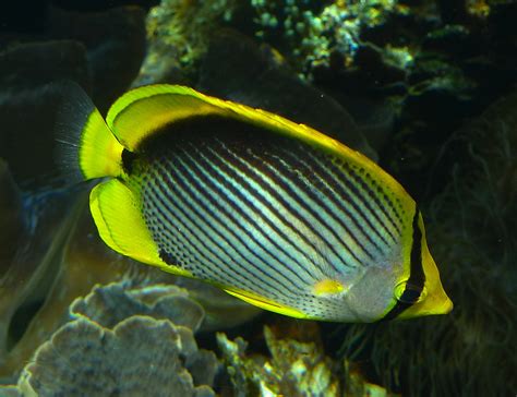 Hawaiian Reef Fish Jimmy Smith Flickr