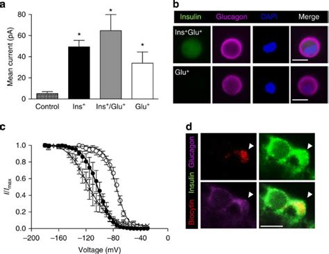 Reversible Changes In Pancreatic Islet Structure And Function Produced