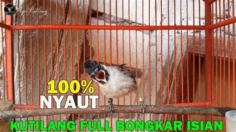 Cukup Sekali Pancing Kutilang Apapun Bakal Nyaut Gacor Dan Bongkar