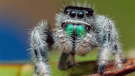 Pictures Of Cute Spiders - Infoupdate.org