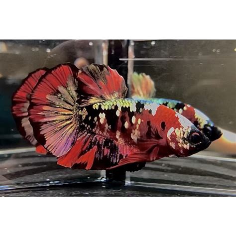 Jual Cupang Red Koi Cooper Gold Top Grade Bonus Fm Random Shopee