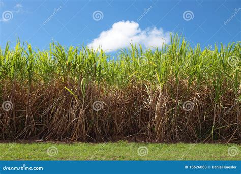 Sugarcane Plantation Royalty-Free Stock Photography | CartoonDealer.com ...