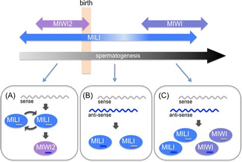 Pirna Clusters And Open Chromatin Structure Mobile Dna Full Text