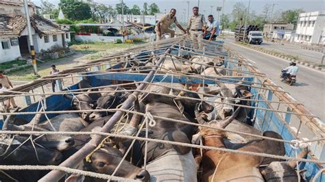 Truck Full Of Cattle पुलिस ने ट्रक में भरे मवेशियों को जब्त कर तीन