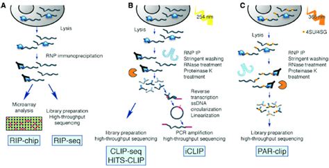 In Vivo Methods For Determining Rbp Targets A Rip Chip And Rip Seq