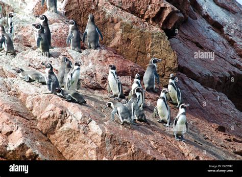 La Reserva Nacional De Paracasel Pingüino De Humboldt Spheniscus