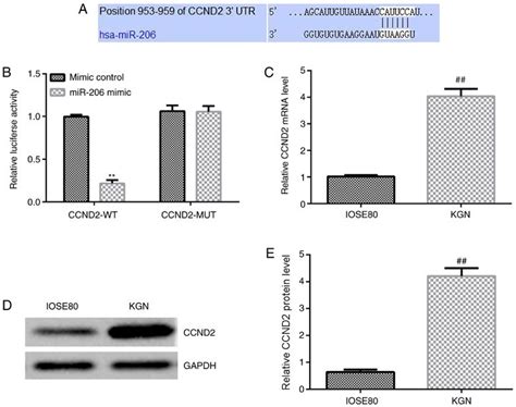 MiR 206 Serves An Important Role In Polycystic Ovary Syndrome Through