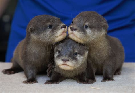 A North Carolina Aquarium Needs Help Naming Its Adorable Trio of Otter Pups