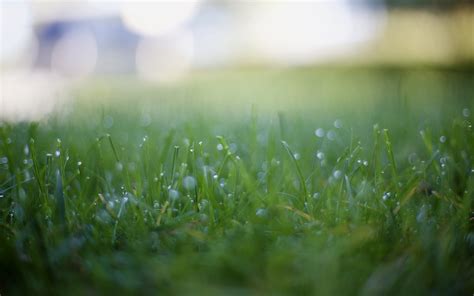 Green Grass Photography Depth Of Field Grass Dew Hd Wallpaper