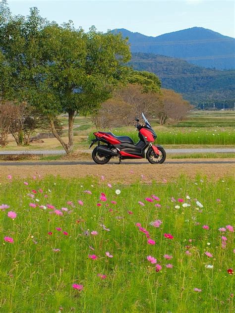 山田うどんさんの投稿したツーリング情報 まだ少し早いかな？ 満開が楽しみですネ ｜バイクのカスタムツーリング情報ならモトクル