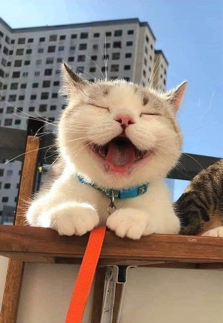 A Cat Yawning While Sitting On Top Of A Wooden Ledge With Its Mouth Open