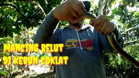 Mancing Belut Di Kebun Colat Youtube