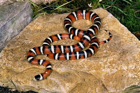 Milk Snake Size: How Big Do They Get? (In Captivity) - ReptileHow.com