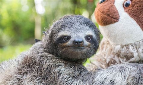 How Concerning Is Least Concern Sloths And The IUCN Red List SloCo