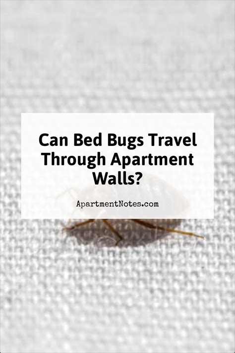 Can Bed Bugs Travel Through Apartment Walls Apartment Notes