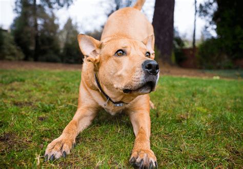 Golden Retriever Pitbull Mix Breed Information - Marvelous Dogs