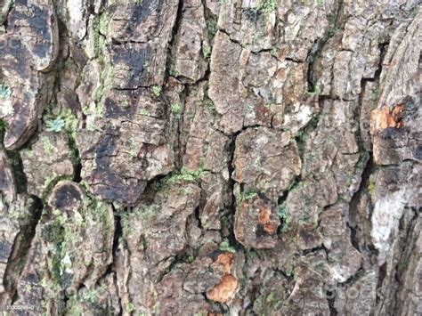 Common Alder Bark Stock Photo - Download Image Now - Alder Tree, Beauty ...