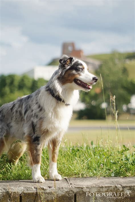 Australian Shepherd Smart Working Dog Australian Shepherd Best