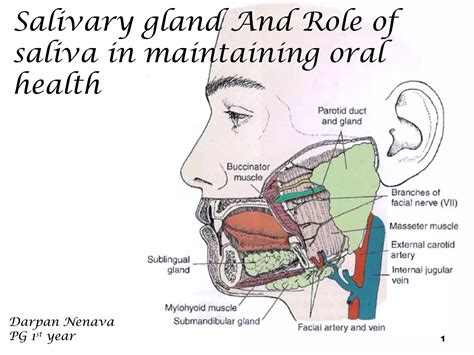 Salivary Gland And Saliva Darpan Ppt