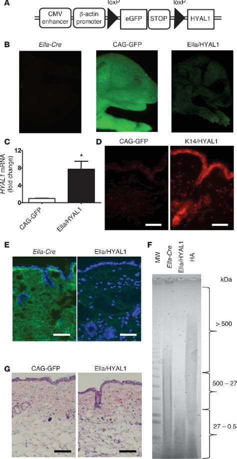 Figure From Hyaluronan Digestion Controls Dc Migration From The Skin