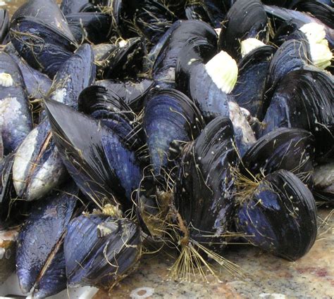 Blue mussels 'hang on' along rocky shores: For how long?