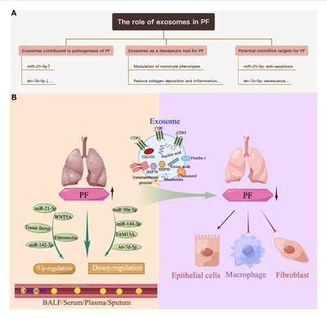 Figure From Roles Of Exosomes And Exosome Derived Mirnas In Pulmonary