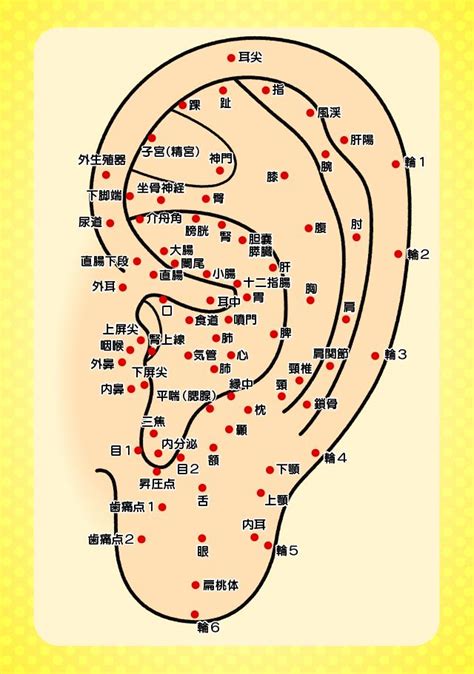 耳つぼ 図解画像: 耳のツボ 図解わかりやすい – QJMPT
