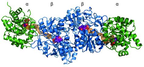 Reconstructed Trytophan Syntha IMAGE EurekAlert Science News Releases