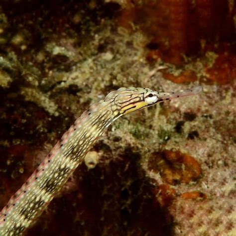 100 Pipefish Wallpapers