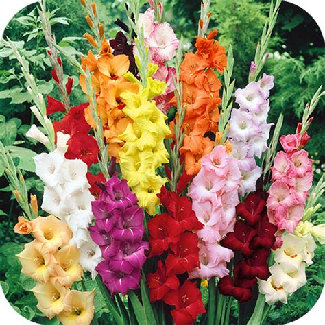 How To Grow Gladiolus And Add Color To Your Garden