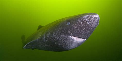 18 Facts About Greenland Shark