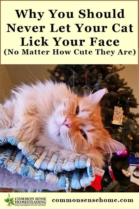 Why You Should Never Let Your Cat Lick Your Face