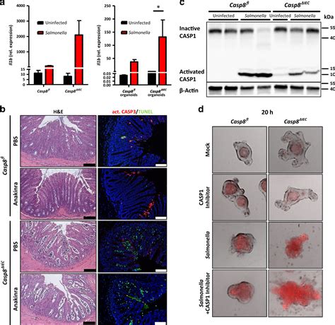 Intestinal Epithelial Caspase 8 Signaling Is Essential To Prevent