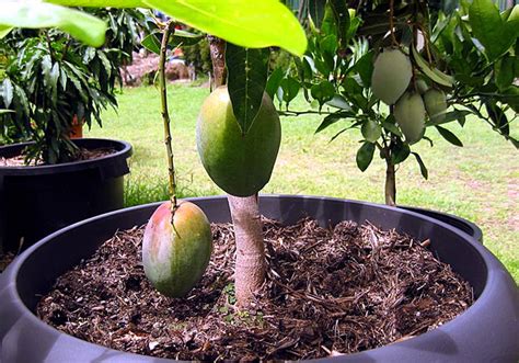 How To Grow Mango Tree Growing Mango In A Containers Mangoes