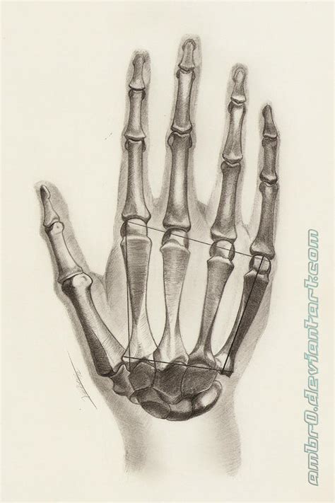 Hand Anatomy Study by AmBr0 on DeviantArt