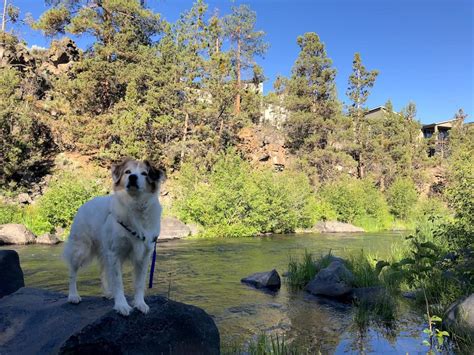 Pet friendly hotel in Bend, Oregon: Riverhouse on the Deschutes