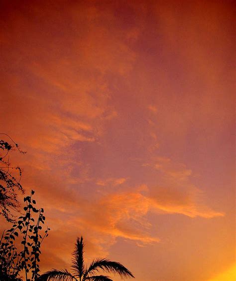 Backyard Sunset Ii By Immortelle On Deviantart