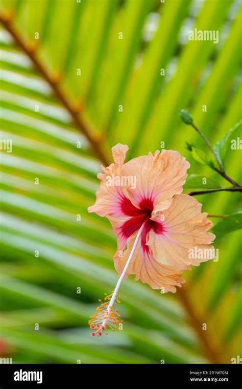 Kingdom Of Tonga Peach Colored Hibiscus Flower Stock Photo Alamy