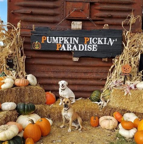 find   pumpkin patch    pumpkin pickin paradise