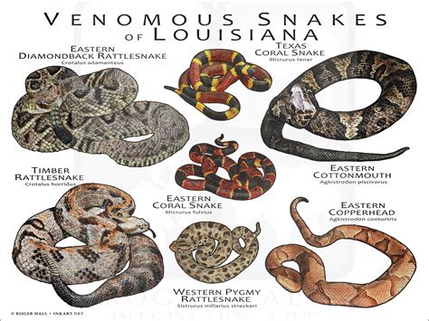 Seven Venomous Snakes Found in Louisiana – Nature Blog Network