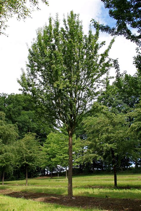 Säulen Weißdorn kaufen Garten von Ehren