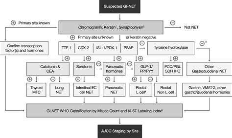 Diagnosis And Management Of Gastrointestinal Neuroendocrine Tumors An