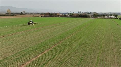 Wheat Sown In Lakh Hectares So Far Aim To Grow Climate