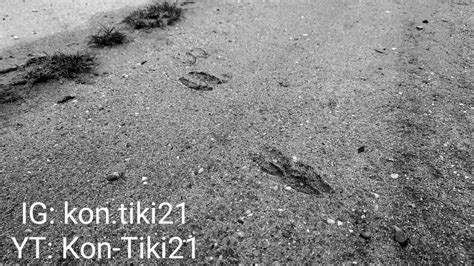 Roe deer tracks, The Netherlands : r/AnimalTracking