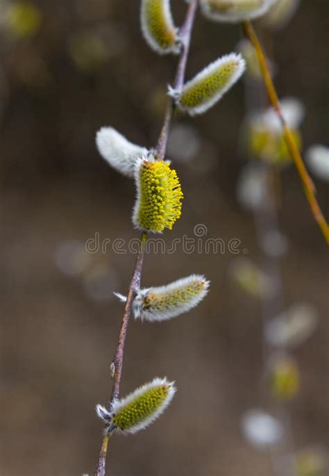 Flowering Pussy Willow Branches With Catkins In Nature Stock Photo