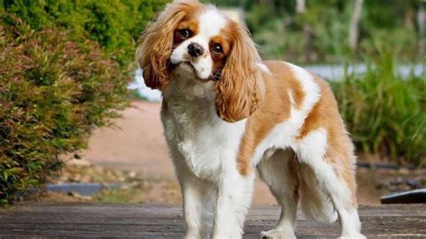 Are Cavalier king charles spaniels good for older people or seniors?