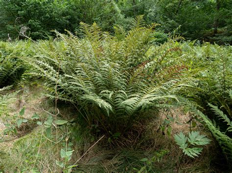 Athyrium Filix Femina Gew Hnlicher Frauenfarn Flickr