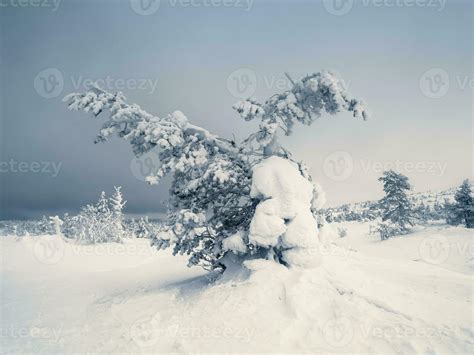 Magical Bizarre Silhouettes Of Trees Are Plastered With Snow At Night