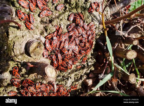 Escarabajo rojo con puntos negros insecto común del fuego en el fondo