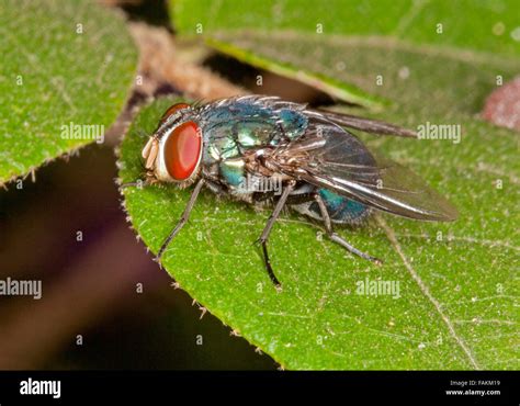 Mosca Ojos De Insecto Fotograf As E Im Genes De Alta Resoluci N